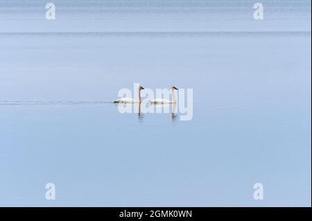 Tundra Swans Gleiten in Solitude am Mississippi River bei Fulton, Illinois Stockfoto