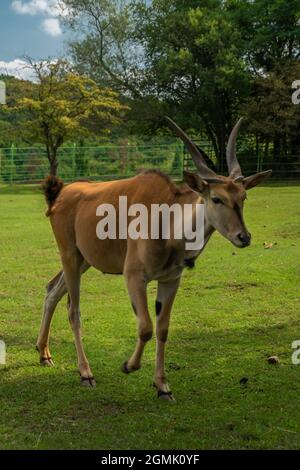 Große Antilope mit Hörnern auf grüner Wiese im Sommer sonnig frischer Tag Stockfoto