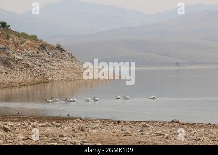 Pelikane im Clark Canyon Reservoir, Montana Stockfoto