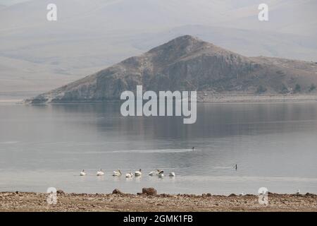 Pelikane im Clark Canyon Reservoir, Montana Stockfoto