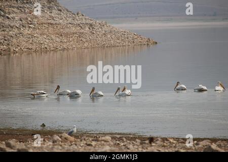 Pelikane im Clark Canyon Reservoir, Montana Stockfoto