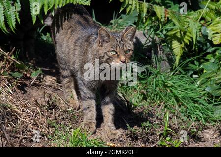 Die schottische Wildkatze (Felis silvestris grampia) jagt in dicken Bracken am Waldrand Stockfoto