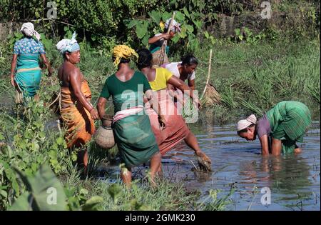 Frauen der Bodo-Gemeinschaft, die am 15. September 2021 in Baksa, Indien, in einem Dorf Fische auf einem Schlammwasserfeld mit traditioneller Angelausrüstung Jakoi suchen. Stockfoto