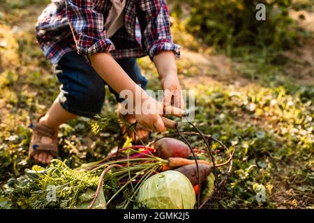 Das Kleinkind untersucht einen Korb mit Gemüse Stockfoto