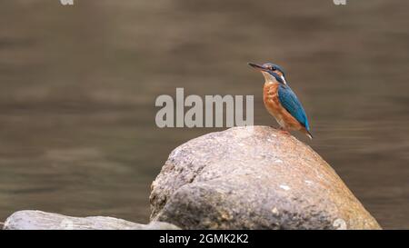 Vogel, Natur, wild lebende Tiere, Tier, schnabel, Wild, specht, Ast, baum, Stockfoto