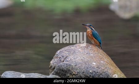 Vogel, Natur, wild lebende Tiere, Tier, schnabel, Wild, specht, Ast, baum, Stockfoto
