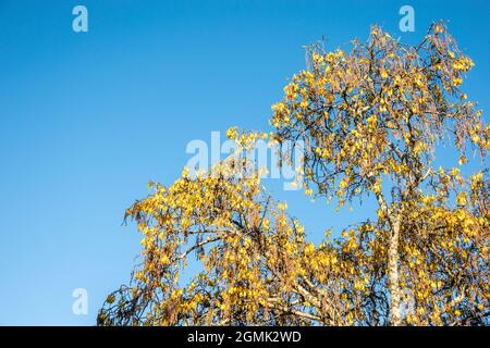 TUI füttert bei Sonnenaufgang an gelben Blüten des Kothai-Baumes in Tauranga Neuseeland. Stockfoto