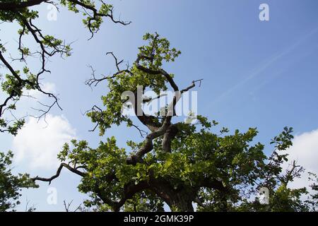 Krone einer Eiche mit Laub, verdrehten Ästen und toten, blattlosen Ästen. Blauer Himmel mit Wolken. Spätsommer, September, Nordholland Dünen. Stockfoto