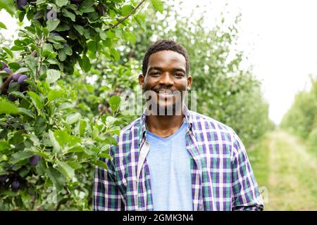 afroamerikanischer Gärtner pflücken reife Pflaumen im Garten Stockfoto