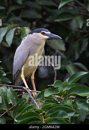 Schwarzkronenreiher (Nycticorax nycticorax nycticorax) Erwachsener, der im Busch Sri Lanka thront Dezember Stockfoto