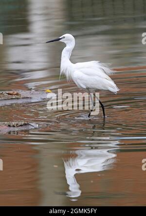 Kleiner Reiher (Egretta garzetta garzetta), der im seichten Wasser Sri Lankas ein Gefieder züchtet Dezember Stockfoto