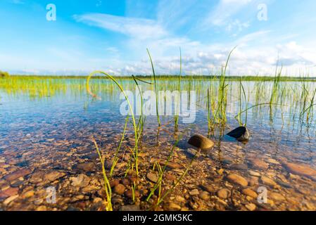 Schönes Seeufer der Duncan Bay im Cheboygan State Park im Norden von Michigan. Stockfoto