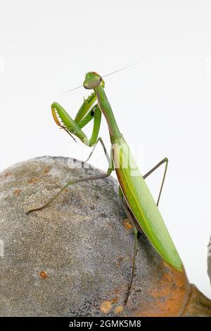 Europäische Gottesanbeterin sitzt auf einem alten kleinen Kürbis Stockfoto