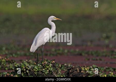 Intermedialer Reiher (Ardea intermedia), der auf Wasserhyazinthen steht, Dibru-Saikhowa NP, Assam, Indien Februar Stockfoto