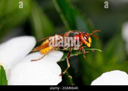 Eine Hornisse sitzt auf einer weißen Blüte eines Impatiens Stockfoto