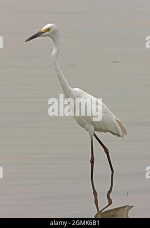 Großreiher (Ardea alba modesta), Erwachsene, die im seichten Wasser Sri Lankas watet Dezember Stockfoto