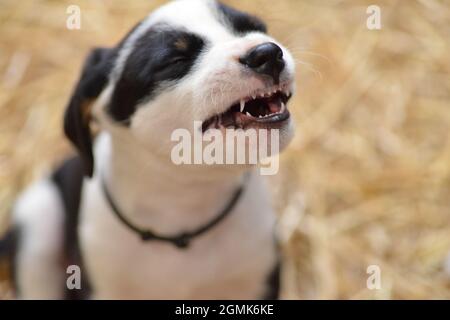 Berner Sennenhund sieht neugierig aus dem Korb Stockfoto