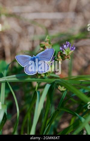 Gossamer-geflügelter Schmetterling auf einer Wiese im Sonnenschein Stockfoto