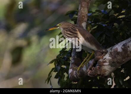 Indian Pond-Reiher (Ardeola greyii) Erwachsene thront im Baum Sri Lanka Dezember Stockfoto