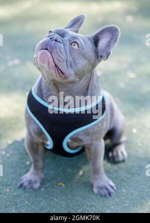 Blue French Bulldog Männlich Puppy sitzend und aufblickend. Hundepark an der Leine in Nordkalifornien. Stockfoto