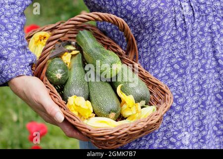 Frau mit Zucchini. Gärtnerin mit frisch gepflückten hausgemachten Zucchini 'Defender' und Zucchini-Blumen in einem Trug in ihrem Küchengarten. VEREINIGTES KÖNIGREICH Stockfoto