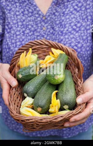 Frau mit Zucchini. Gärtnerin mit frisch gepflückten hausgemachten Zucchini 'Defender' und Zucchini-Blumen in einem Trug in ihrem Küchengarten. VEREINIGTES KÖNIGREICH Stockfoto