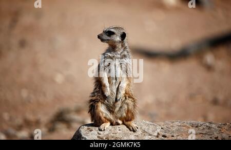 Erdmännchen auf Alarm in einem Wildpark Stockfoto