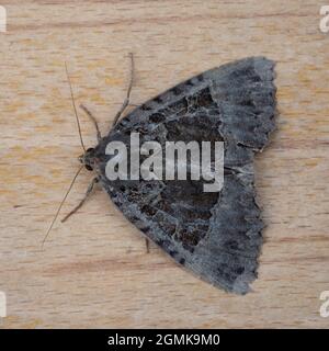 Die obere Seite von Mormo maura, die alte Lady Moth oder die schwarze Unterflügel Moth, in Ruhe auf einem Stück Holz. Stockfoto