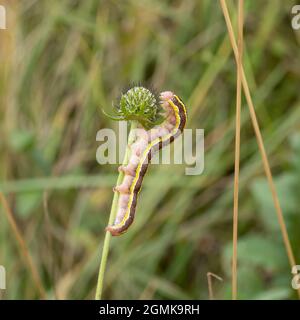 Die Raupe oder Larven einer Besenfittel, Ceramica pisi, die sich an einem Pflanzenstamm ernährt. Stockfoto