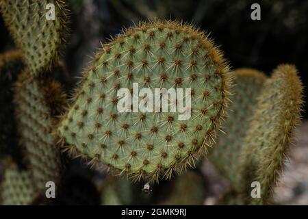 Opuntia microdasys close-up, auch Engelsflügel, Hasenohrkaktus, Hasenkaktus oder Polka-dot-Kaktus. Stockfoto