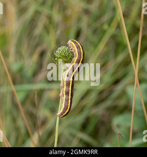 Die Raupe oder Larven einer Besenfittel, Ceramica pisi, die sich an einem Pflanzenstamm ernährt. Stockfoto