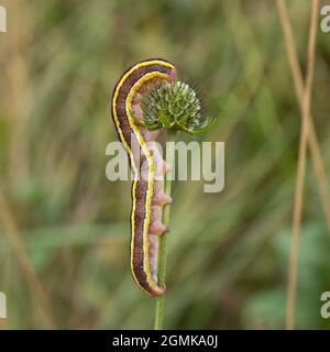 Die Raupe oder Larven einer Besenfittel, Ceramica pisi, die sich an einem Pflanzenstamm ernährt. Stockfoto