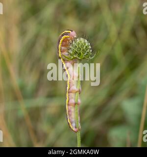 Die Raupe oder Larven einer Besenfittel, Ceramica pisi, die sich an einem Pflanzenstamm ernährt. Stockfoto