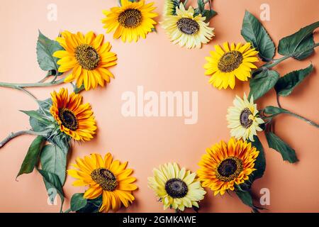 Ein Haufen gelb-orangefarbener Sonnenblumen aus Limonen, die auf dem Hintergrund im Kreis stehen. Gruppe von Herbstblüten im Sommer. Draufsicht. Platz Stockfoto