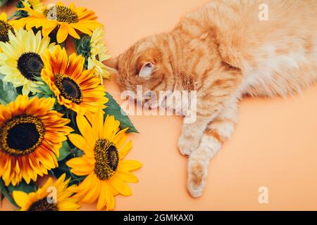Ingwer-Katze liegt neben einem bunten Sonnenblumenstrauß auf orangefarbenem Hintergrund. Haustiere genießen Blumen Stockfoto