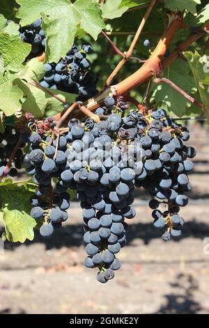 Cabernet-Rebsorten, Solano County Green Valley AVA, Kalifornien Stockfoto