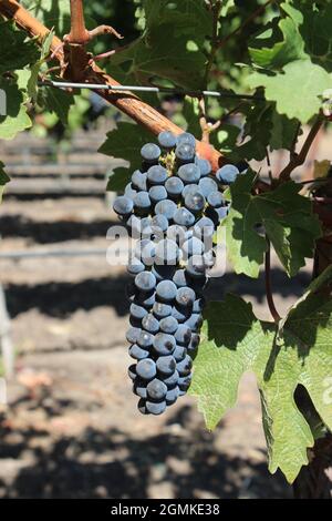 Cabernet-Rebsorten, Solano County Green Valley AVA, Kalifornien Stockfoto