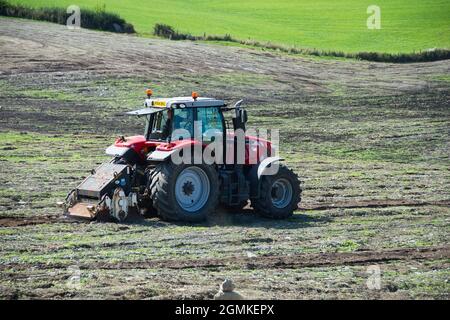 Massey Ferguson Traktor bereitet Feld für den Winter vor. Amerikanischer Hersteller von Landmaschinen. Stockfoto