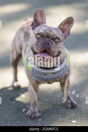 4-Jährige Light Brindel Männlich Franzosen. Hundepark an der Leine in Nordkalifornien. Stockfoto