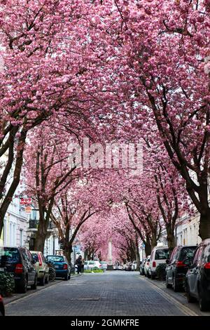 Kirschblüten blühen in der Bonner Altstadt. Stockfoto