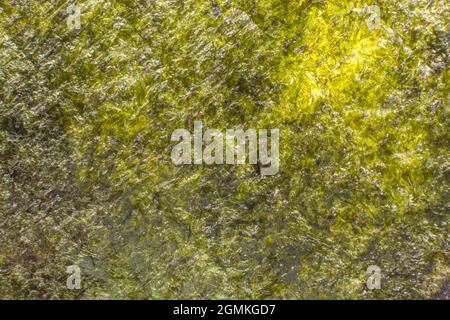 Nahaufnahme der essbaren, getrockneten Nori/Pyropia-Blätter aus Algen - wird als Lebensmittelzutat für die Herstellung von Sushi in der japanischen und koreanischen Küche verwendet. Stockfoto