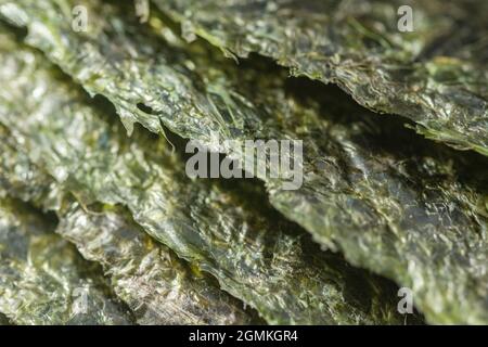 Nahaufnahme der Blätter mit essbaren getrockneten Algen Nori / Pyropia, die als Lebensmittelzutat für die Herstellung von Sushi in der japanischen und koreanischen Küche verwendet werden. Stockfoto