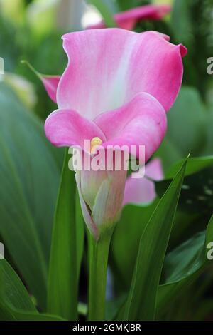 Zarte rosa und weiße Blume auf einer Calla Lilly Stockfoto