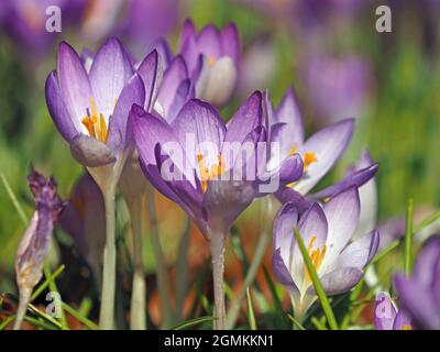 Violette Krokusse (Crocus vernus), die sich zu Weiß färben, mit leuchtend safrangelben Narben, die von Honigbienen in Cumbria, England, Großbritannien, besucht werden Stockfoto