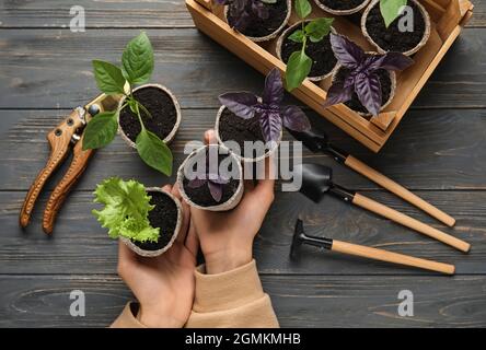 Frau hält Pflanzen Setzlinge in Torftöpfen auf dunklem Holzhintergrund Stockfoto