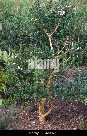 Chilenische Myrte oder Orangen-Barken-Myrte ( Luma apiculata ) Stockfoto