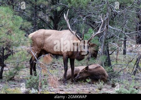 Rocky Mountain Elks (Cervus elaphus nelsoni), Rocky Mountain National Park. Weibchen auf dem Boden liegend; Männchen mit großem Geweih, das über ihr steht. Stockfoto