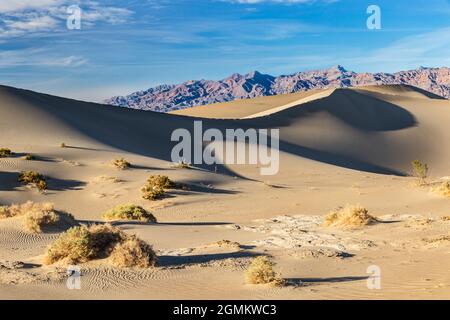 Sanddüne, Mesquite Sand Dunes, Death Valley, Kalifornien. In der Nähe von Hängen, die von Schatten bedeckt sind. Pflanzen im Vordergrund. Berge im Hintergrund. Stockfoto