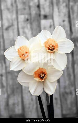 Nahaufnahme der Narcissus-Gruppe Loth Lorienl im Frühjahr. Eine zweifarbige weiße und gelbe Teilung 3 kleine schalige Narzisse und eine Laub-Staude Stockfoto