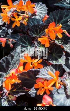 Begonia boliviensis Glowing Embers ist eine halbwinterharte, ausdauernde, tuberöse Staude mit leuchtend orangefarbenen Blüten und einem violetten Bronzelaub Stockfoto